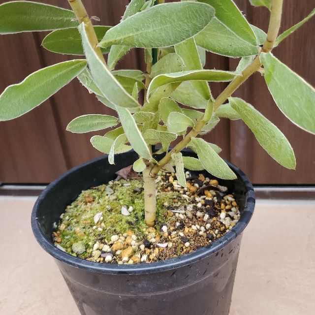 大きめ♪プロテア　エキシミア　鉢植え　ワイルドフラワー　苗　オージープランツプランター