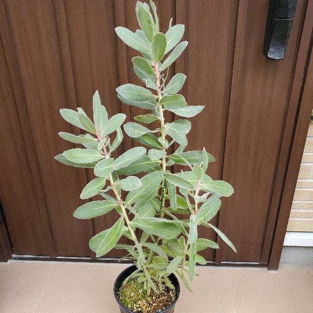 大きめ♪プロテア　エキシミア　鉢植え　ワイルドフラワー　苗　オージープランツプランター