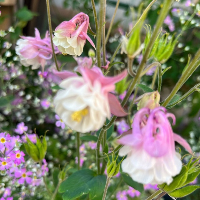 オダマキ　ピンク　種　50粒 ハンドメイドのフラワー/ガーデン(その他)の商品写真