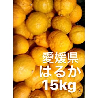 愛媛県産　はるか　柑橘　15kg