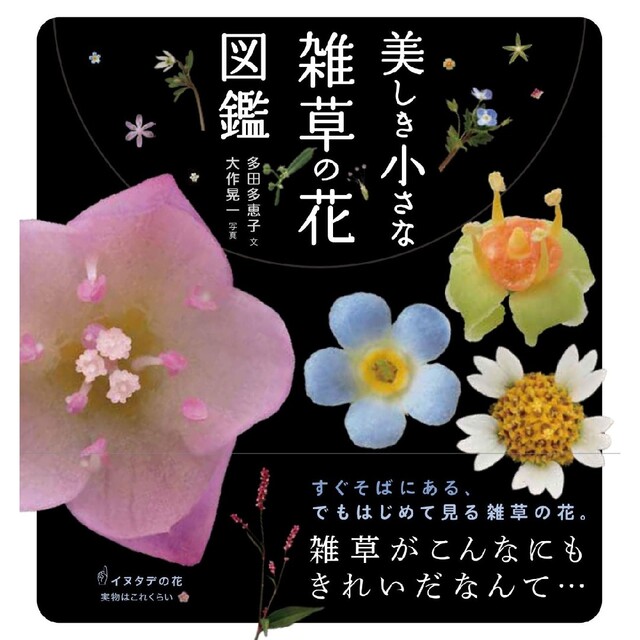 クリスマスツリー特価! 美しき小さな雑草の花図鑑/山と渓谷社/大作晃一 趣味+スポーツ+実用 クリスマスツリー特価! 美しき小さな雑草の花図鑑/山と渓谷社/大作晃一 趣味+スポーツ+実用