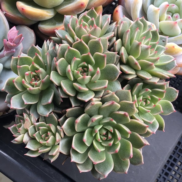 多肉植物 エケベリア オリビア大群生株 抜き苗全量!!の通販 by 多肉植物 エケベリア オリビア大群生株 抜き苗全量!!の通販 by