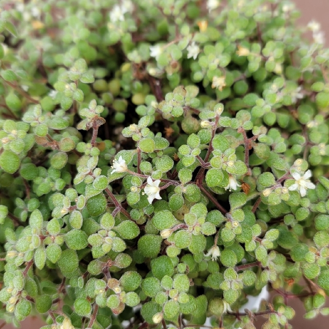 多肉植物　セダム等　詰め合わせ　カット苗 ハンドメイドのフラワー/ガーデン(その他)の商品写真