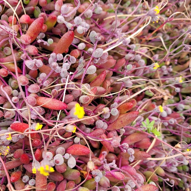 多肉植物　セダム等　詰め合わせ　カット苗 ハンドメイドのフラワー/ガーデン(その他)の商品写真