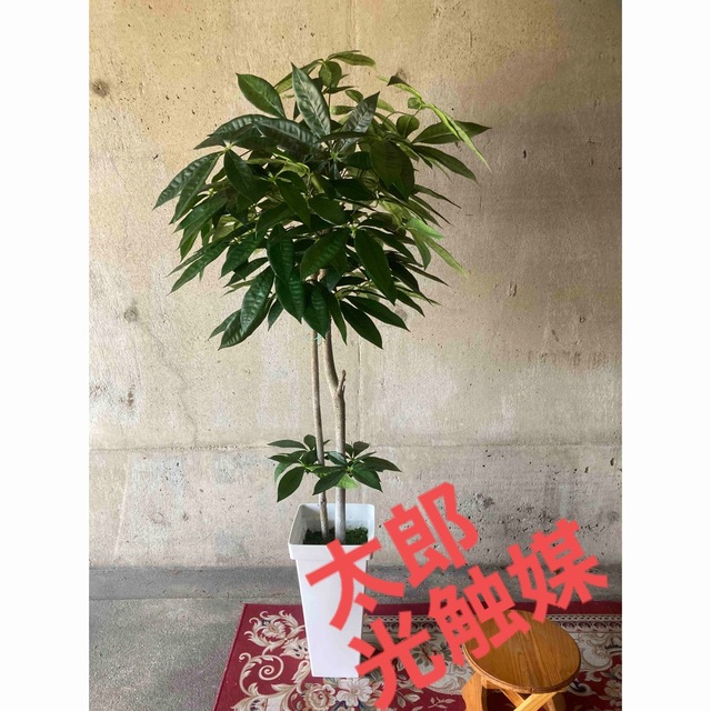 光触媒 人工観葉植物 ウォールグリーン フェイクグリーン シェフレア