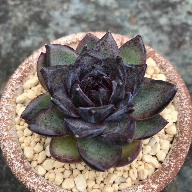 多肉植物11ブラックベア&9マルセル エケベリア 韓国苗の通販 by 多肉植物11ブラックベア&9マルセル エケベリア 韓国苗の通販 by