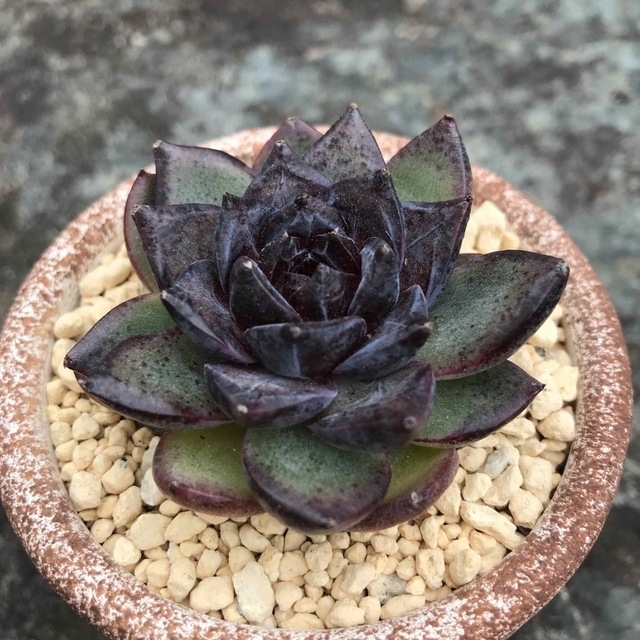 多肉植物11ブラックベア&9マルセル エケベリア 韓国苗の通販 by 多肉植物11ブラックベア&9マルセル エケベリア 韓国苗の通販 by