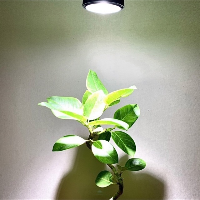 24w植物育成ライトGrowLight 6000K COBLED 3個