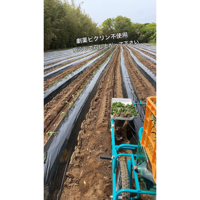 紅はるか10kg  茨城県産 食品/飲料/酒の食品(野菜)の商品写真