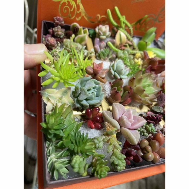 多肉植物 はな様 韓国苗可愛い3苗入り寄せ植えセットの通販 by Jまりあ