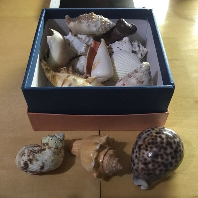 貝殻たくさん ハンドメイドの素材/材料(各種パーツ)の商品写真