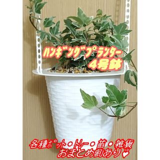 ハンギングプランター4号鉢【5T-4】1個 プラ鉢 吊鉢 多肉プレステラ観葉植物(プランター)