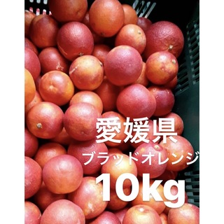 愛媛県産　ブラッドオレンジ　柑橘　10kg(フルーツ)