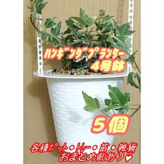 ハンギングプランター4号鉢【5T-4】5個 プラ鉢 吊鉢 多肉プレステラ観葉植物(プランター)