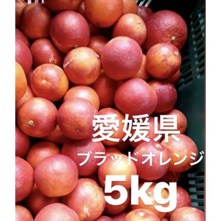 愛媛県産　ブラッドオレンジ　柑橘　5kg(フルーツ)