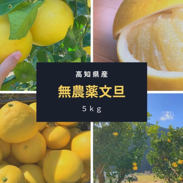 高知県産無農薬文旦5kg 食品/飲料/酒の食品(フルーツ)の商品写真