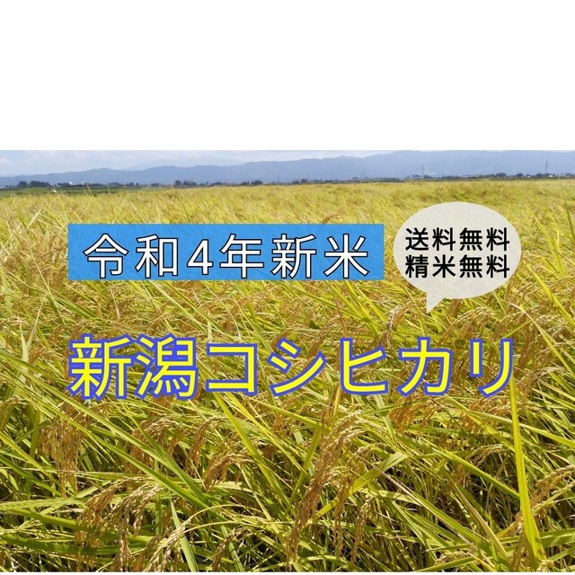 農家直送!新潟コシヒカリ玄米30kg 食品/飲料/酒の食品(米/穀物)の商品写真