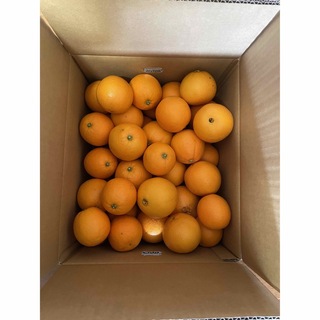 愛媛県産 産地直送 ネーブルオレンジ　(サイズ混合)9kg(箱込み)(フルーツ)