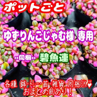 【ポットごと】桜吹雪・碧魚連 多肉 アナカンプセロス 紅葉 プレステラ プラ鉢(その他)