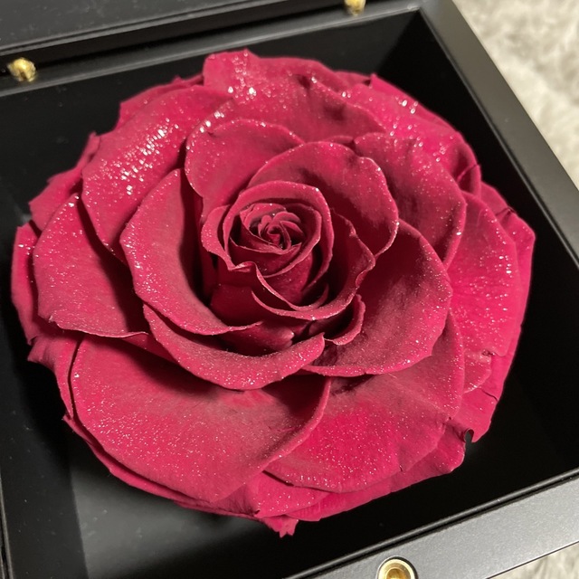 ローズギャラリーダイヤモンドパウダー真っ赤な薔薇フラワー/ガーデン