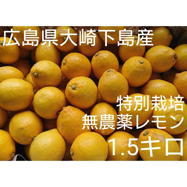 酸っぱいだけじゃない！甘味も感じる広島県大崎下島産 特別栽培レモン1.5キロ 食品/飲料/酒の食品(フルーツ)の商品写真