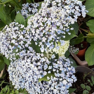 紫陽花　ウズ紫陽花　まずはコメントください。相談ページ(その他)