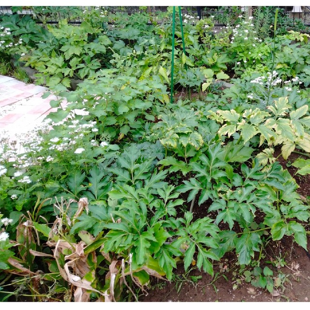 伊豆大島産 赤茎 明日葉アシタバの種100粒 ハンドメイドのフラワー/ガーデン(その他)の商品写真