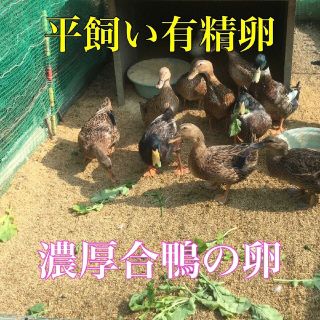 1 岡山県産 平飼い有精卵 合鴨の卵 5個(その他)