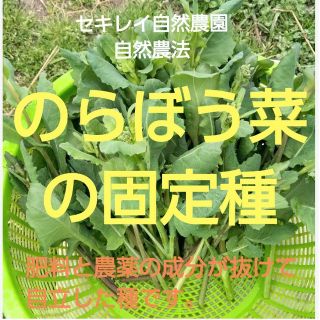 のらぼう菜の種　自然農法(野菜)