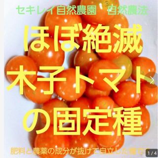 木子トマト（ミニトマト）の固定種　自然農法(野菜)