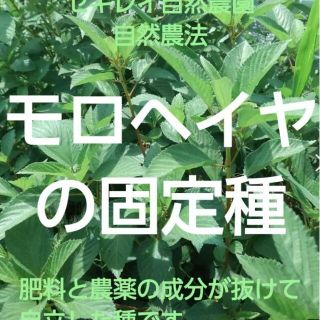 モロヘイヤの固定種　自然農法(野菜)