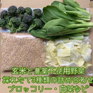 玄米と農薬不使用野菜＊採れたて3種類の詰め合わせ＊野菜セット＊ネコポス＊(野菜)