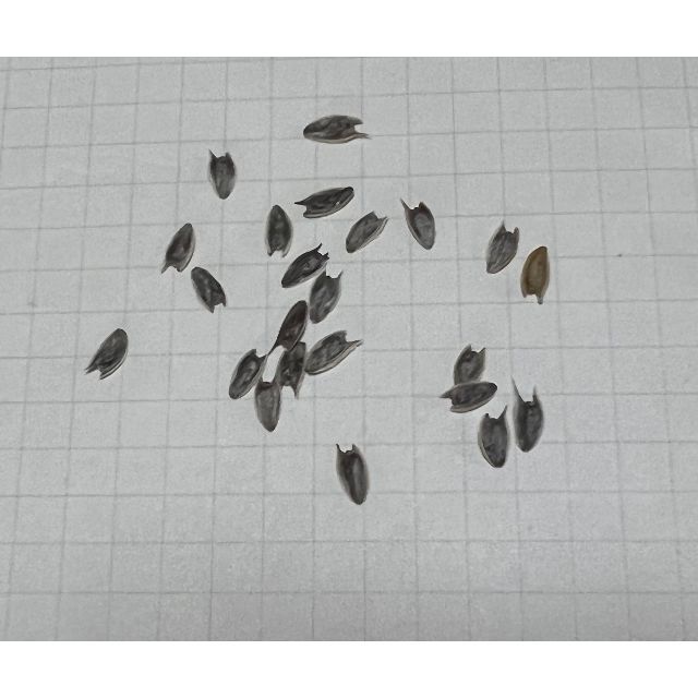 ジニア　サーモンピンク　種20粒 ハンドメイドのフラワー/ガーデン(その他)の商品写真