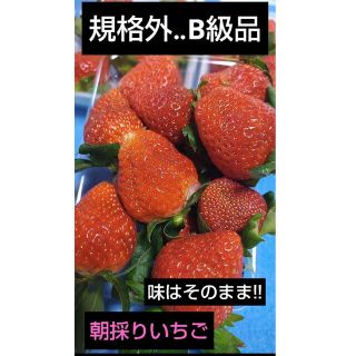 味はそのまま!!規格外いちご(B級品)(フルーツ)