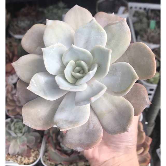多肉植物 白鳳hyb 超大苗ですの通販 by ☆さくら☆|ラクマ 多肉植物 白鳳hyb 超大苗ですの通販 by ☆さくら☆|ラクマ