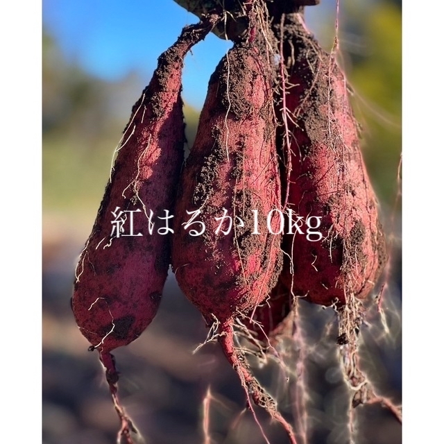 紅はるか10kg 茨城県産 食品/飲料/酒の食品(野菜)の商品写真