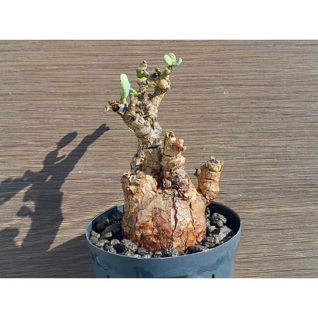 売れ筋がひ新作! SALE! ピグマエア 微発根済 特大 現地株 植物/観葉