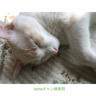 tomoチャン様専用/猫首輪72/69(猫)