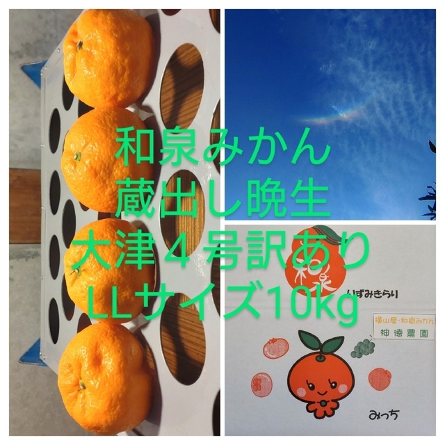 和泉みかん、訳あり蔵出し大津4号LLサイズ10kg www.termasbryant.com 和泉みかん、訳あり蔵出し大津4号LLサイズ10kg www.termasbryant.com