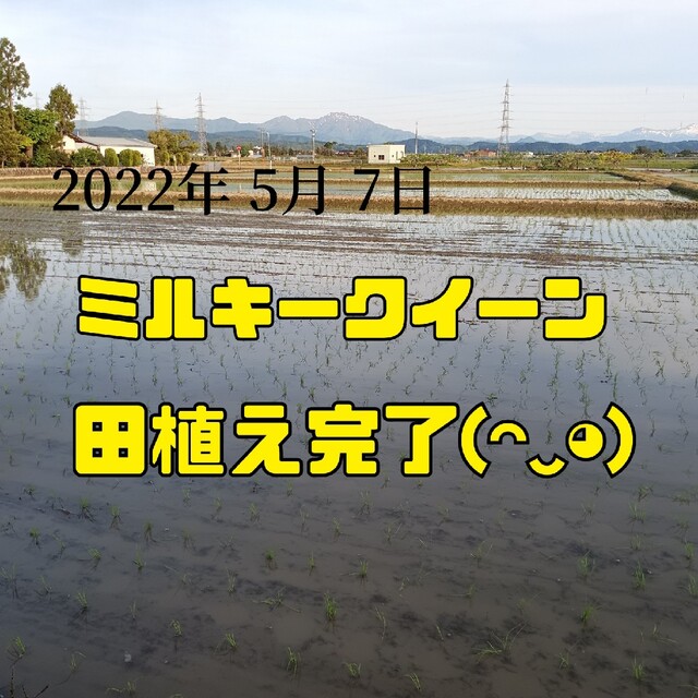 新潟県産コシヒカリ10k、ミルキークイーン10k、計20k食べ比べセット