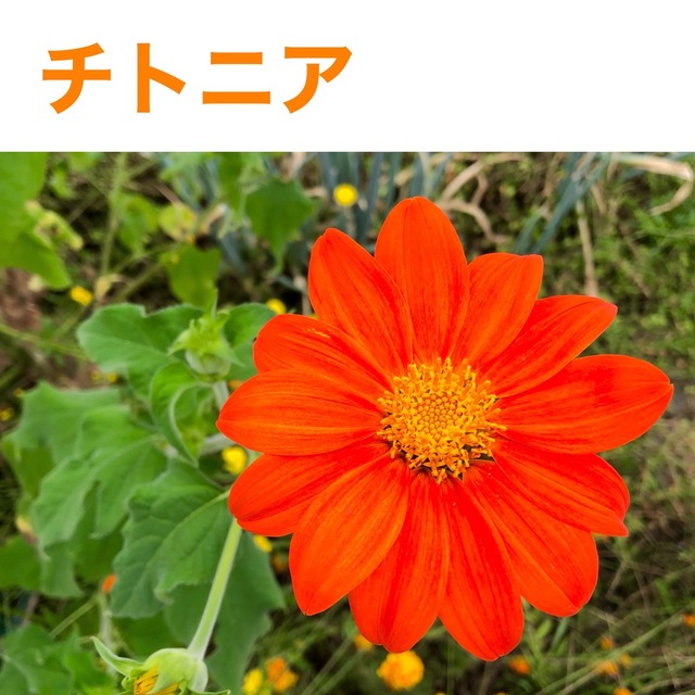 花の種　ミニひまわり（ひまわり）チトニア　メランポジュウム ハンドメイドのフラワー/ガーデン(その他)の商品写真