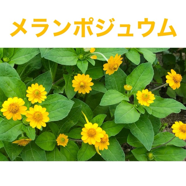 花の種　ミニひまわり（ひまわり）チトニア　メランポジュウム ハンドメイドのフラワー/ガーデン(その他)の商品写真