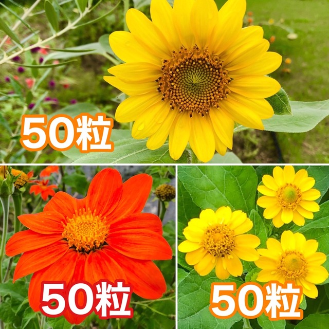 花の種　ミニひまわり（ひまわり）チトニア　メランポジュウム ハンドメイドのフラワー/ガーデン(その他)の商品写真