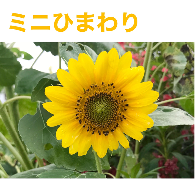 花の種　ミニひまわり（ひまわり）チトニア　メランポジュウム ハンドメイドのフラワー/ガーデン(その他)の商品写真