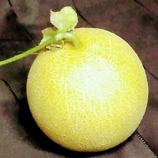 野菜タネ　ネットメロン種　ころたん　種子12粒(野菜)