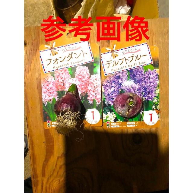 ヒヤシンス 芽出し球根　2球　2色　桜(薄いピンク）青(空) 色　Iセット ハンドメイドのフラワー/ガーデン(プランター)の商品写真