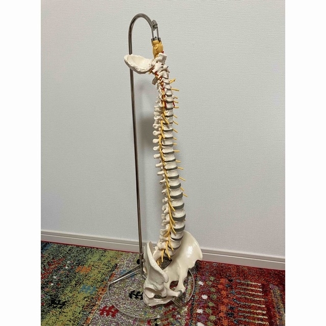 ドイツ ソムソ社製 SOMSO 脊柱骨格模型 骨盤 骨格模型　頸椎〜骨盤のサムネイル
