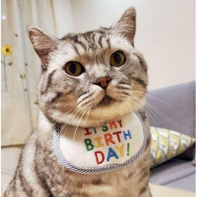誕生日スタイ かわいい  ブルー パーティー  犬 猫 ペット 首掛け 首周り その他のペット用品(猫)の商品写真