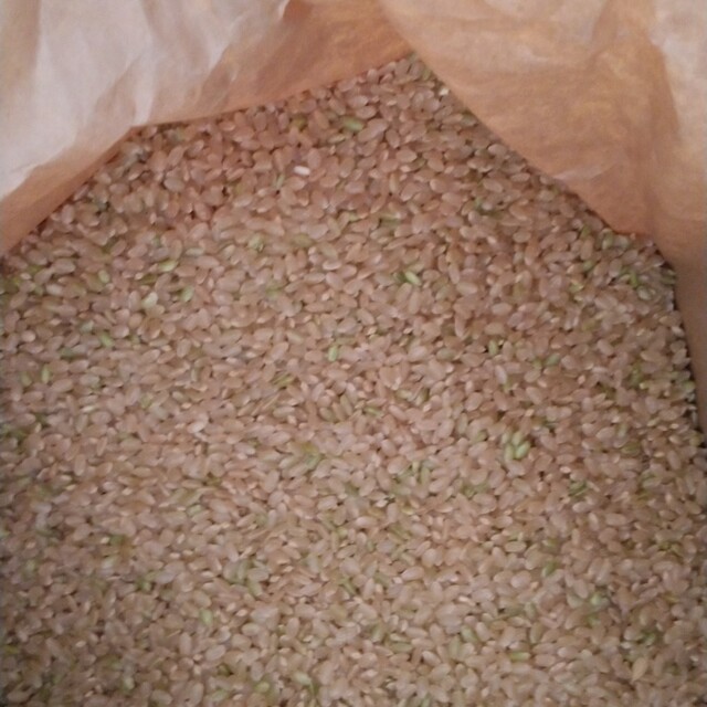 令和3年産栃木県特一等米コシヒカリ玄米30キロ無農薬にて、つくたお米です。