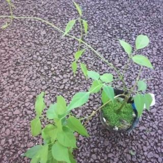 カエンカズラ　火炎葛　苗　花木　観葉植物　ノウゼンカズラ科(その他)